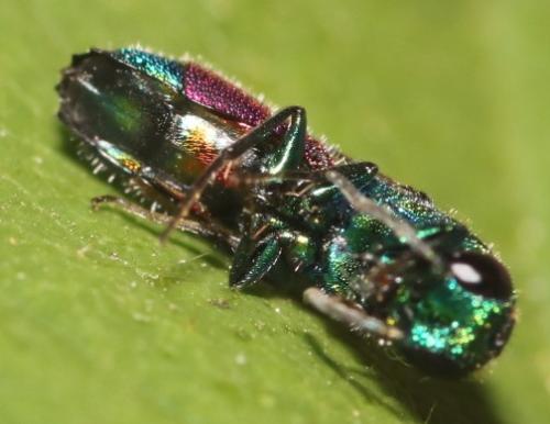 Chrysis (insperata-rutilans)